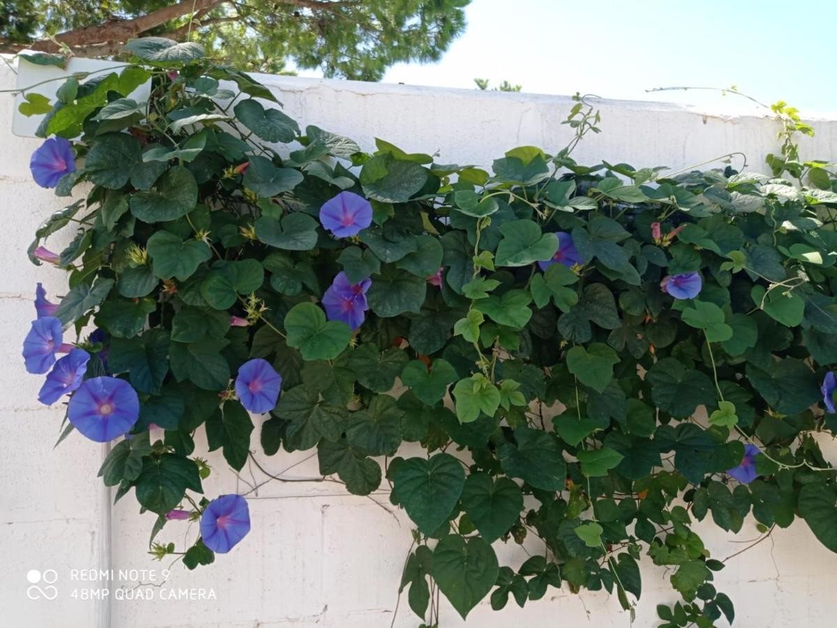 בית הארחה סהורה 	Casa Baro מראה חיצוני תמונה