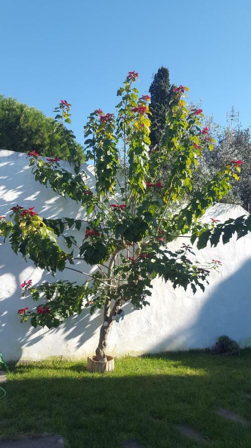 בית הארחה סהורה 	Casa Baro מראה חיצוני תמונה
